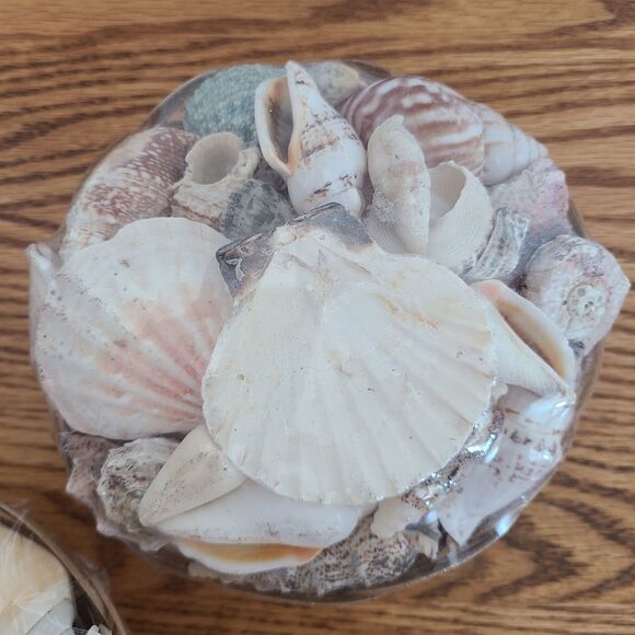 Seashells Basket - Mixed Assortment Sea Shells - Decor Or Crafting - Set of Two - Picture 7 of 10